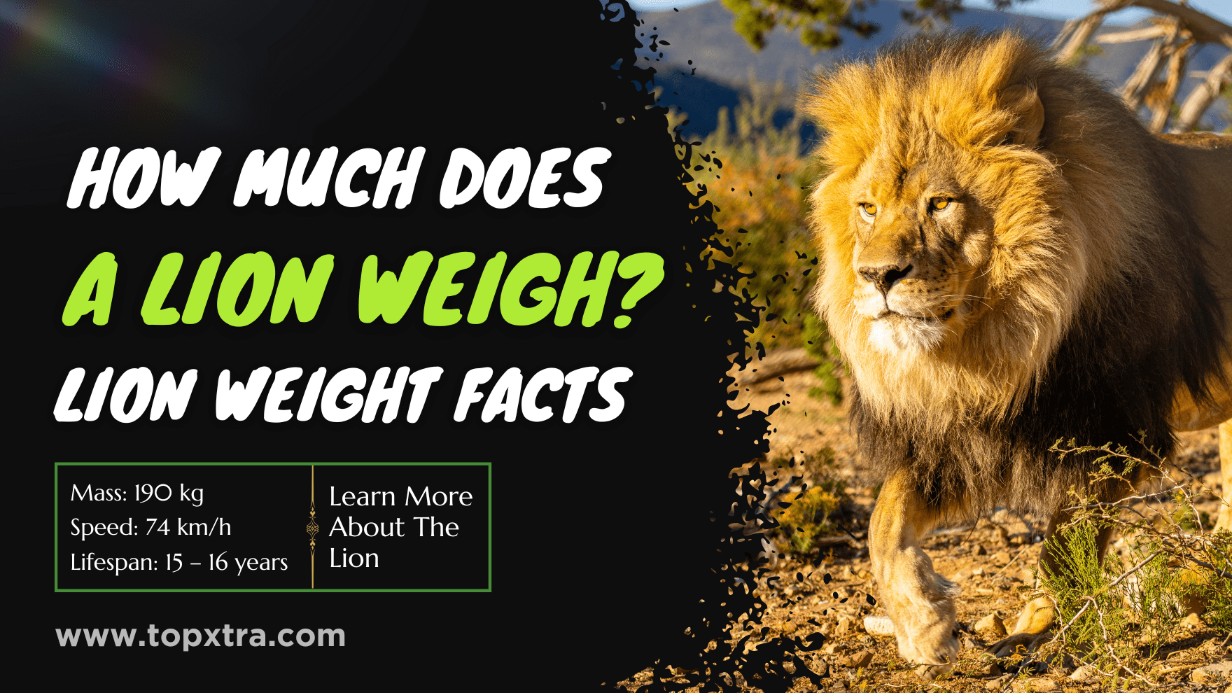 How Much Does a Lion Weigh | Lion Weight Facts