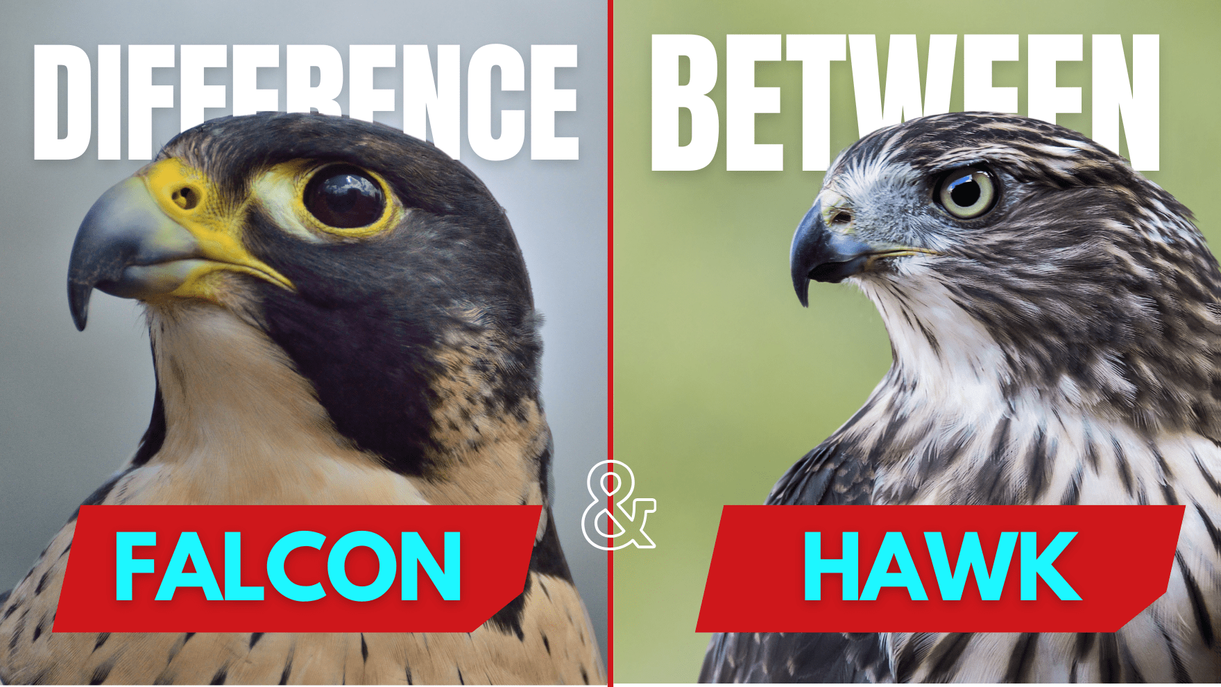 Difference Between a Falcon and a Hawk