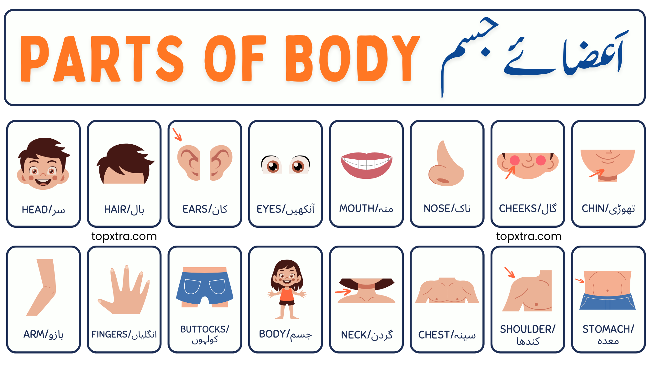 Parts of Body Names in English with Urdu/Hindi Meanings